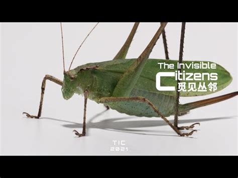 1957生肖 蝗蟲的種類